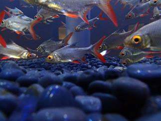You might not have thought to shoot the aquarium from this angle with an Olympus TG2..